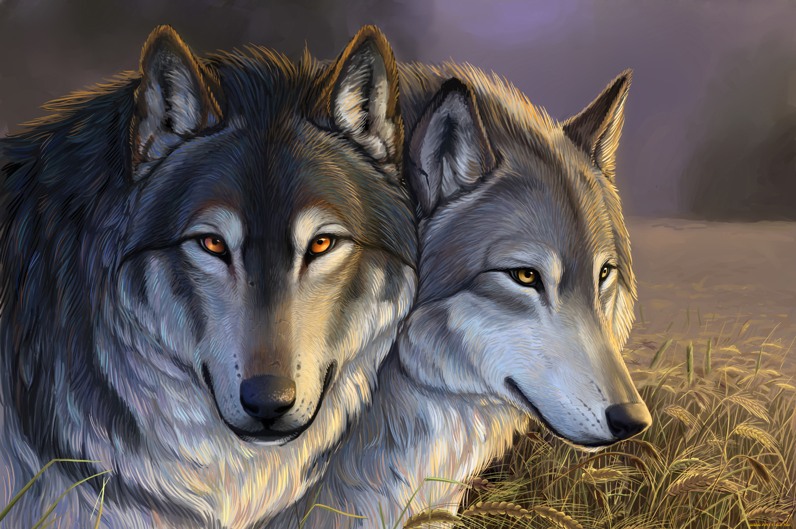 Волк наблюдает. Волки пара. Два волка. Красивый волк. Картинки на рабочий стол волки.